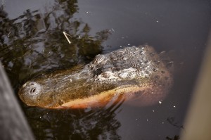 Close Encounter Of Bo
